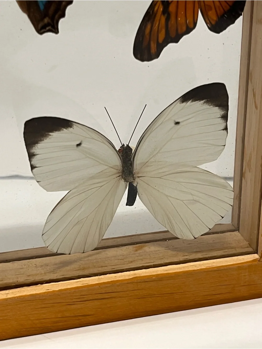 Rare 5 Real Butterflies in Wooden Box Between Glasses Wall Hanging 7.75”-6.75”